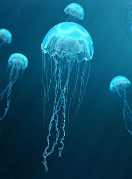 Poparzenie meduzą. Co robić, jak się zabezpieczyć?