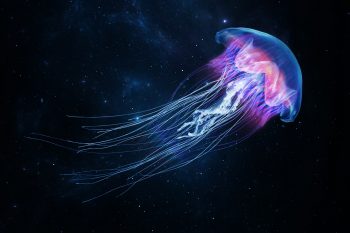 Poparzenie meduzą. Pierwsza pomoc