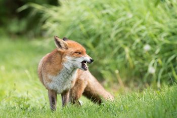 Wścieklizna – przyczyny, objawy i leczenie