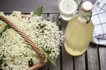 Zioła na odporność i naturalne antybiotyki