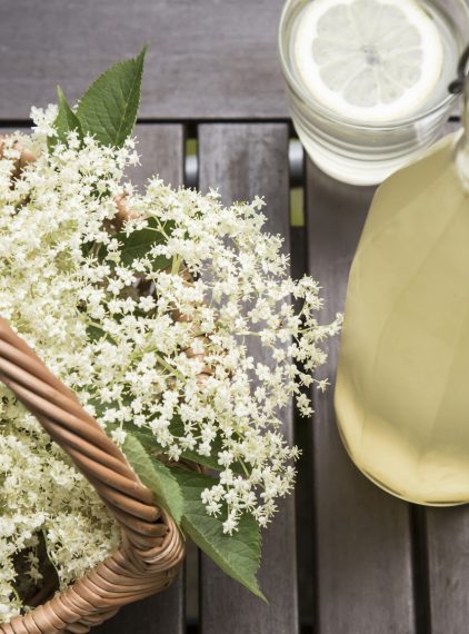 Zioła na odporność i naturalne antybiotyki