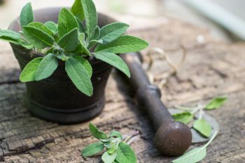 Właściwości i zastosowanie szałwii