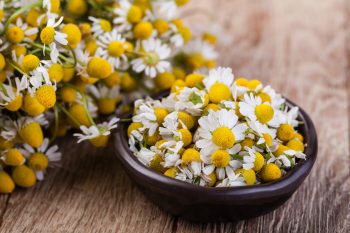 Rumianek lekarski. Właściwości i 10 najważniejszych zastosowań