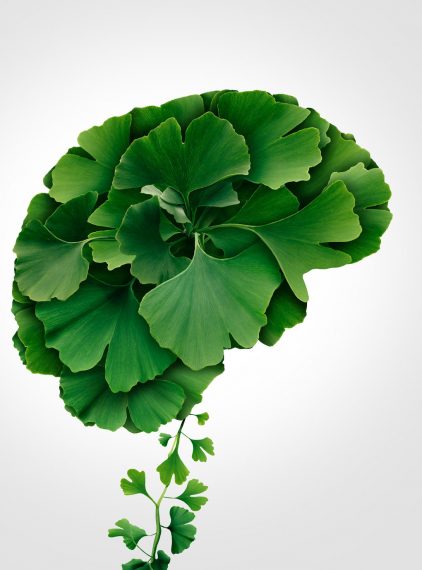 Jakie zioła na pamięć i koncentrację wybrać?