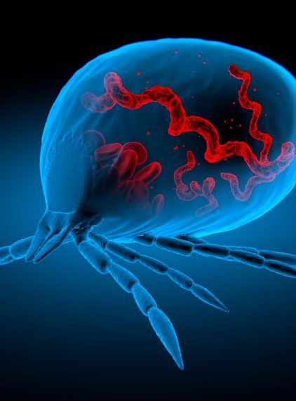 Erlichioza monocytarna – niebezpieczna choroba odkleszczowa
