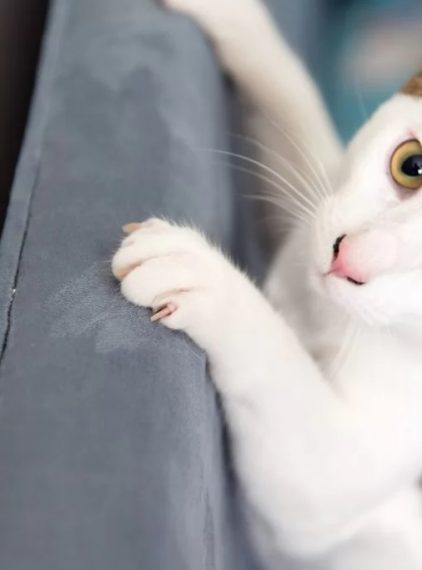 Opuchlizna po zadrapaniu przez kota