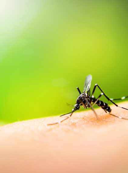 Denga. Czy grozi nam epidemia?