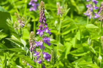 Cukrzyca. Jakie zioła warto stosować?