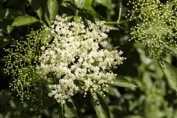 Czarny bez. Wzmocnij swoją odporność!