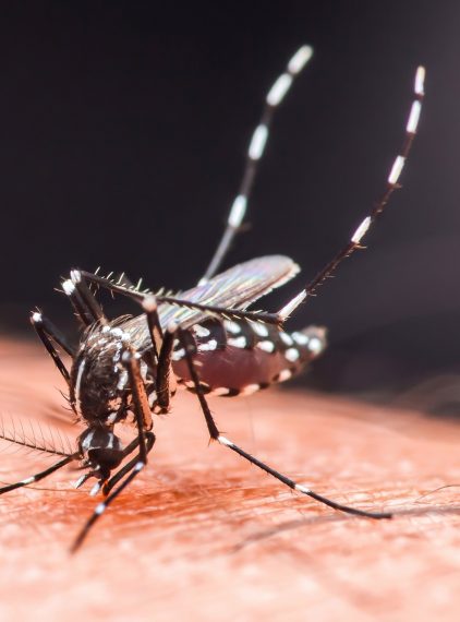 Gorączka chikungunya. Co wiemy o tym „nowym” wirusie?