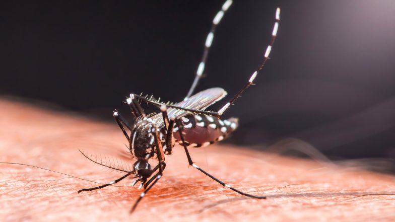 chikungunya Gorączka chikungunya. Co wiemy o tym „nowym” wirusie?
