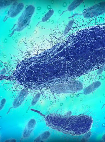 Zakażenie bakterią Vibrio vulnificus – czy kąpiel w Bałtyku jest bezpieczna?