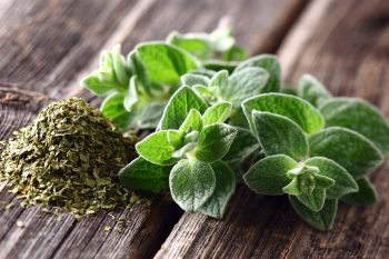 Oregano. Jakie ma właściwości?