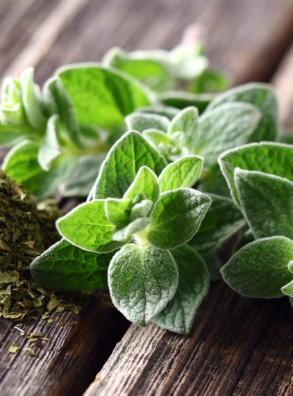Oregano. Jakie ma właściwości?