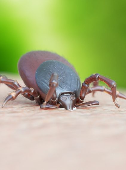 Kleszcze. Dlaczego są niebezpieczne dla człowieka?