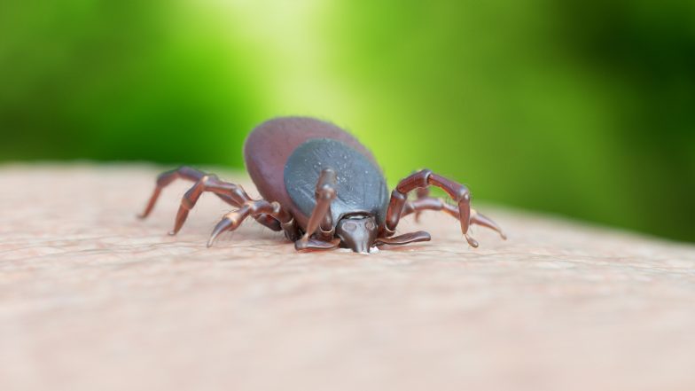 Kleszcz na skórze Kleszcze. Dlaczego są niebezpieczne dla człowieka?