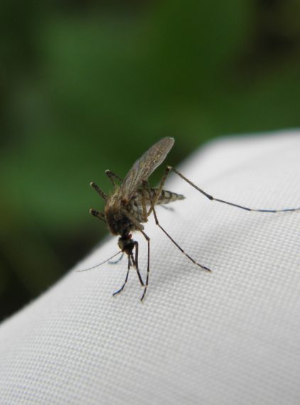 Dirofilarioza – przyczyny i skutki zakażenia pasożytniczymi nicieniami