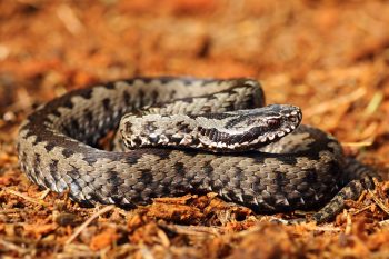 Antytoksyna – kiedy ją podać?