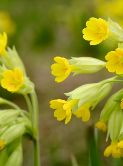 Pierwiosnek i tymianek – naturalny sposób na mokry kaszel