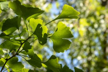 Jak działa Ginkgo biloba?