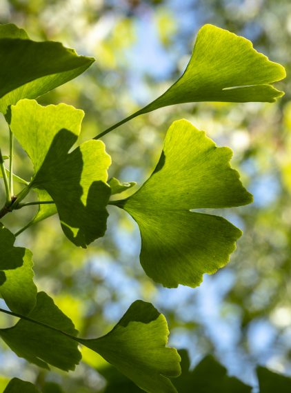 Jak działa Ginkgo biloba?