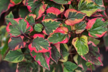 Pstrolistka sercowata – jak działa?