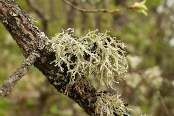 Porost islandzki. Jakie są jego właściwości?