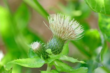 Jakie właściwości ma czarcie żebro?