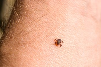 Jakie choroby przenoszą kleszcze?