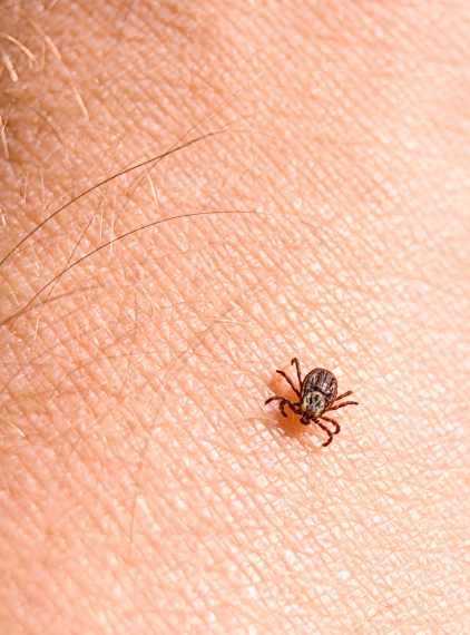 Jakie choroby przenoszą kleszcze?