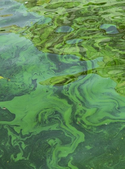 Sinice w Bałtyku. Czy są niebezpieczne?