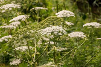 Dlaczego barszcz Sosnowskiego jest niebezpieczny?
