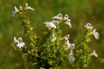 Ziele świetlika – jak je stosować?