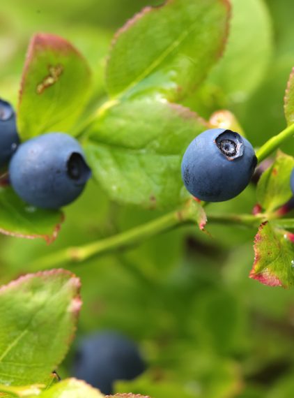 Garbniki – jakie mają właściwości?