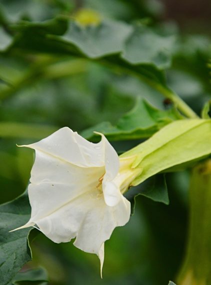 Bieluń dziędzierzawa – czy jest niebezpieczna?