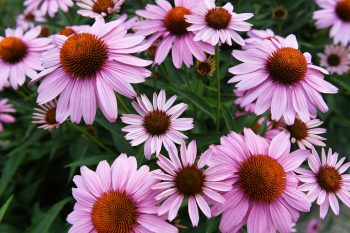 Jeżówka purpurowa. Jakie ma właściwości?