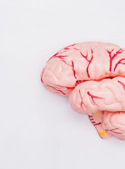 Nerwy czaszkowe – jakie są ich rodzaje?