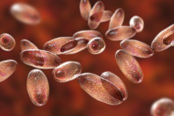 Dżuma – czy nadal grozi nam epidemia czarnej śmierci?