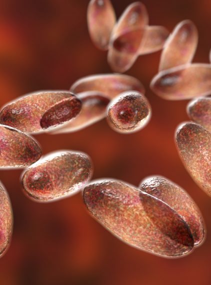 Dżuma – czy nadal grozi nam epidemia czarnej śmierci?