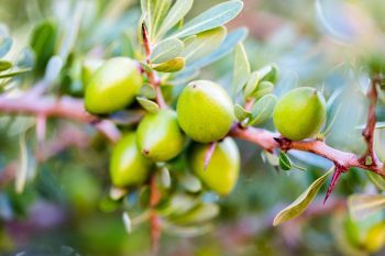 Nie tylko olejek arganowy! Poznaj inne składniki pozyskiwane z drzewa arganowego