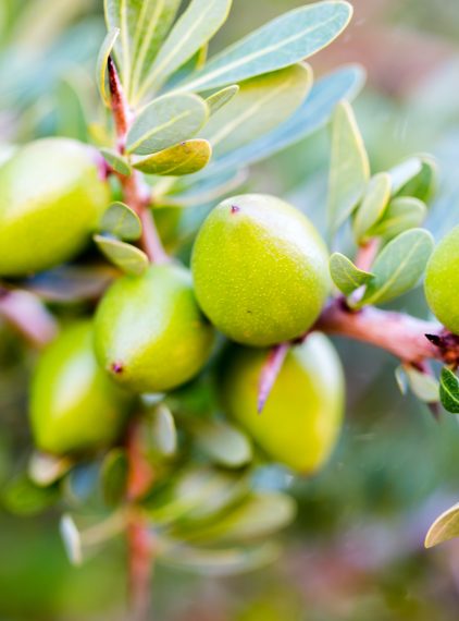 Nie tylko olejek arganowy! Poznaj inne składniki pozyskiwane z drzewa arganowego