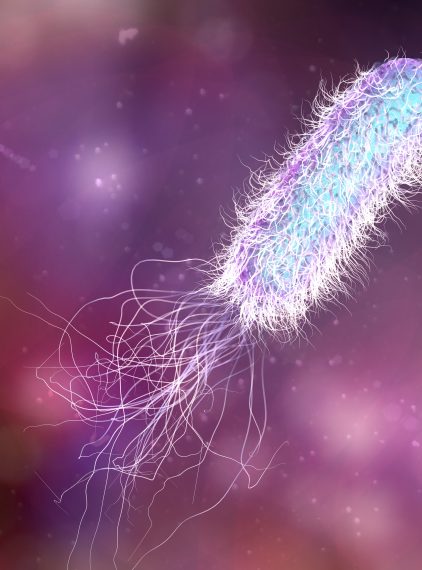 Czy grozi nam zakażenie pałeczką ropy błękitnej?