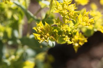 Bupleurum (przewiercień) – jakie ma właściwości?