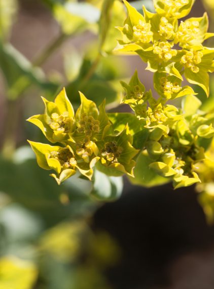 Bupleurum (przewiercień) – jakie ma właściwości?