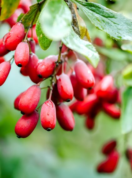 Berberyna. Naturalny zamiennik semaglutydu?