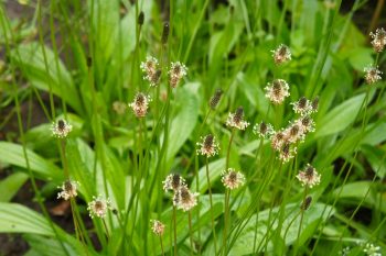 Babka lancetowata – jakie ma właściwości?
