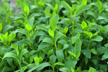 Rdest ptasi – jakie są jego właściwości lecznicze?