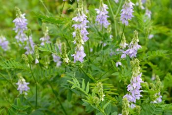 Rutwica lekarska – czy może wspomagać leczenie cukrzycy?