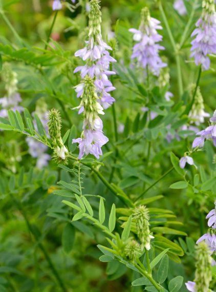 Rutwica lekarska – czy może wspomagać leczenie cukrzycy?