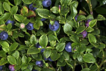 Borówka czernica – właściwości i zastosowanie